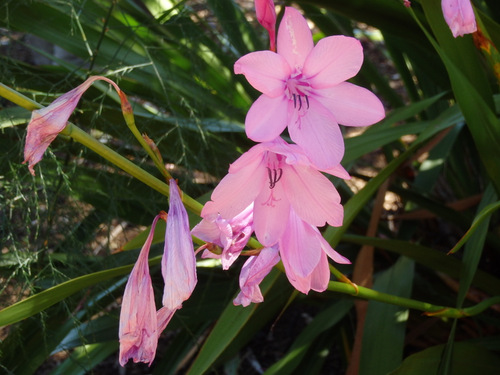 Kirstenbosch National Botanical Garden.